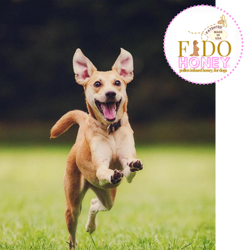 Is Raw Honey Safe for Dogs? Benefits & Safety Guide